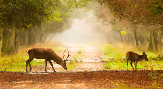 日语外来词汇怎么记？记住这几个规则很重要